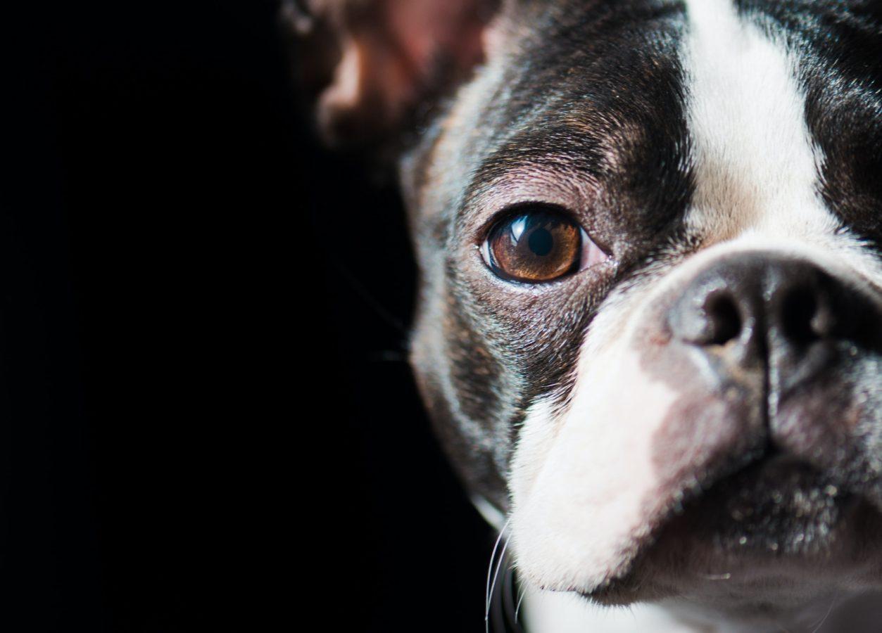 Boston Terrier Best Dressed Dog With Impeccable Manners 1 Boston Terrier