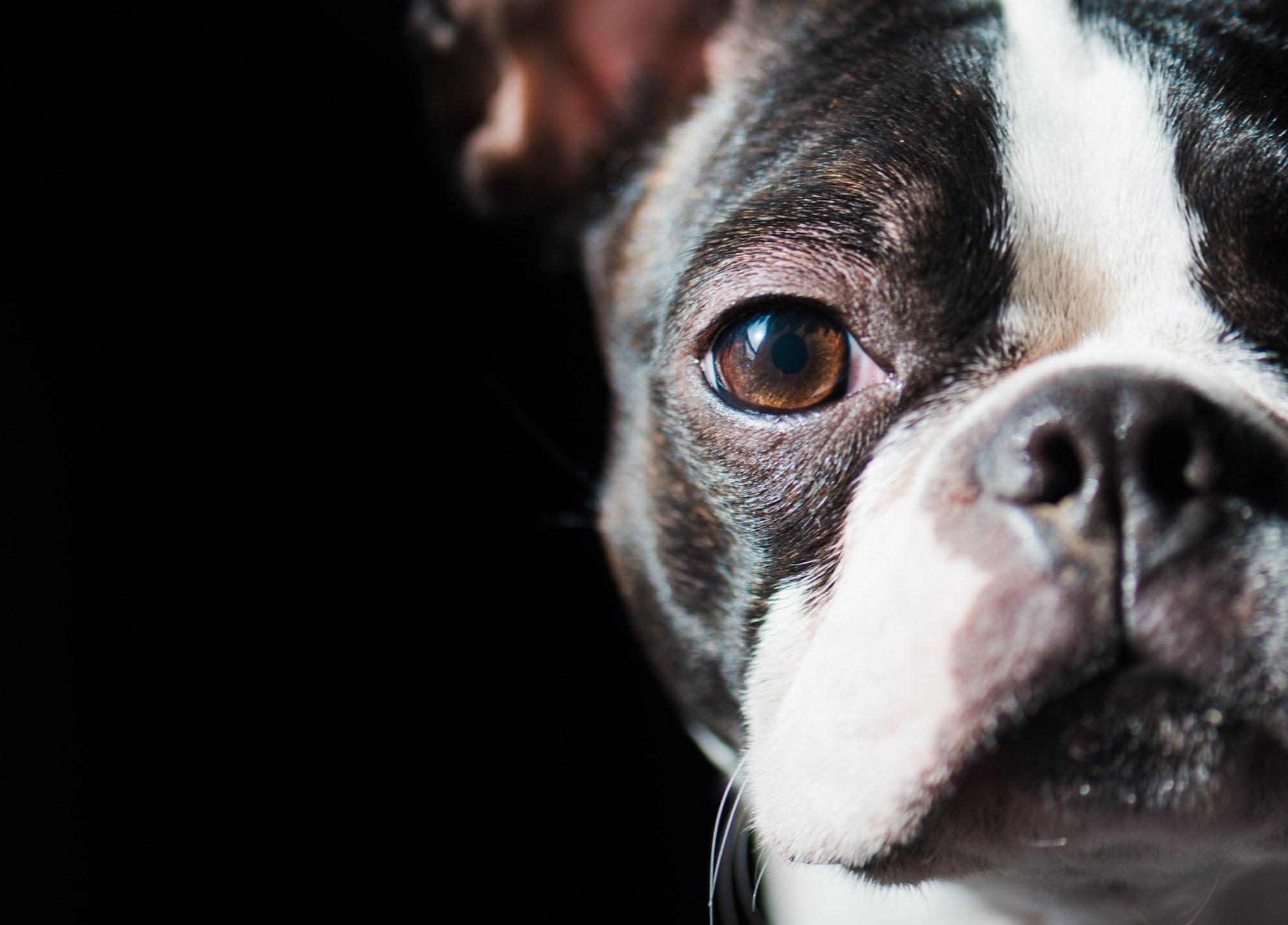 Boston Terrier