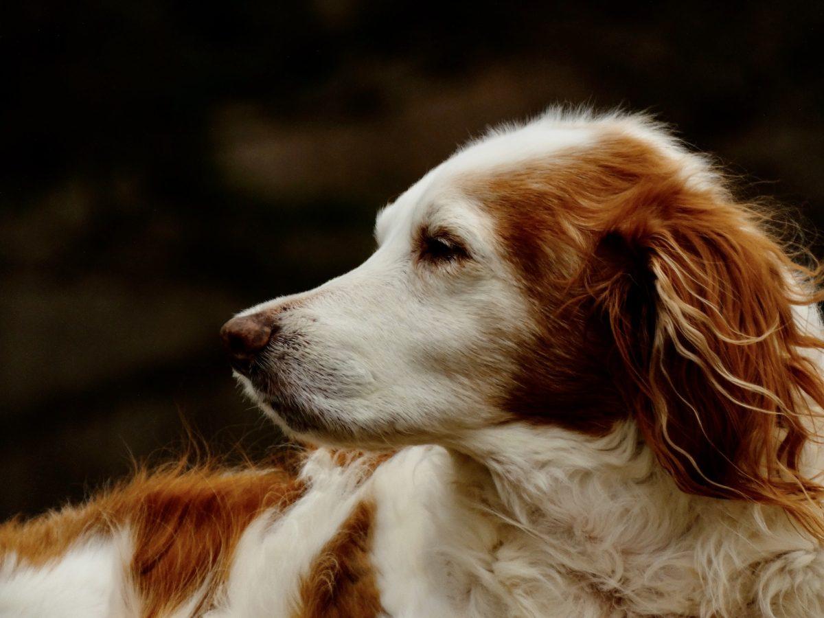 Brittany spaniel