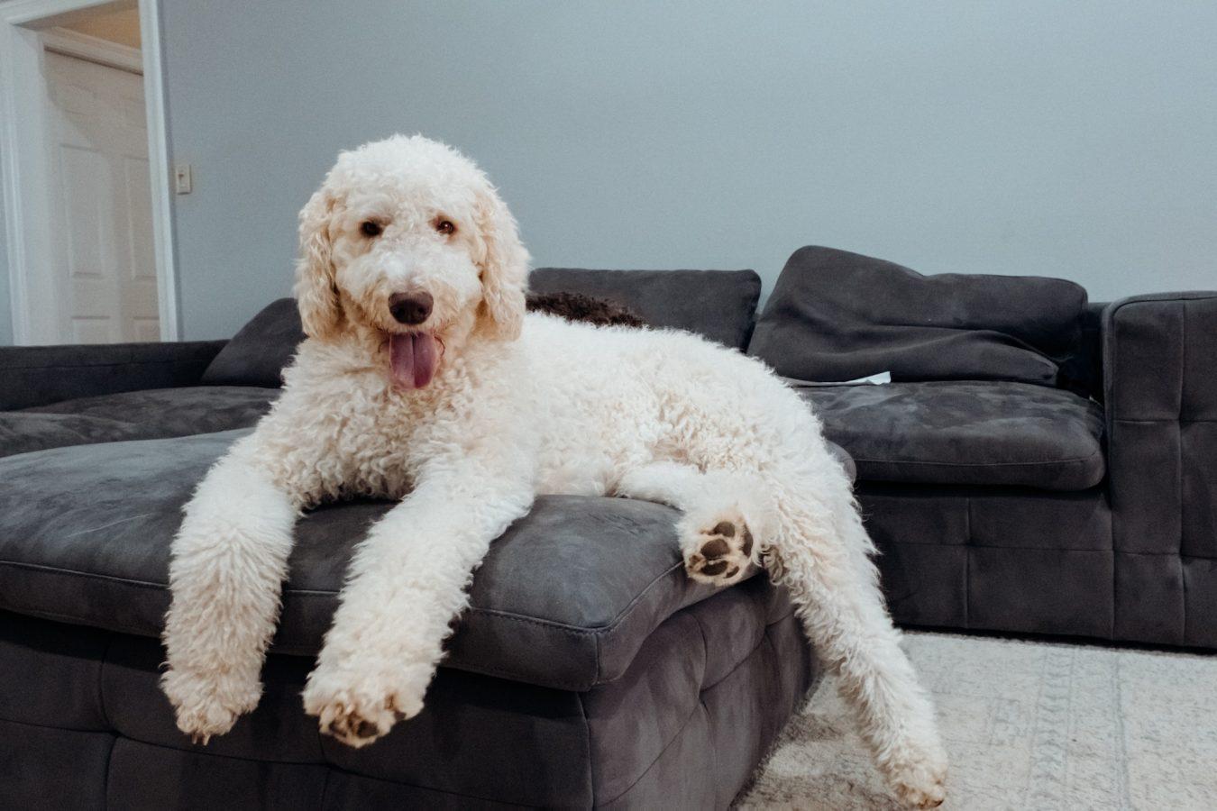 Labradoodle