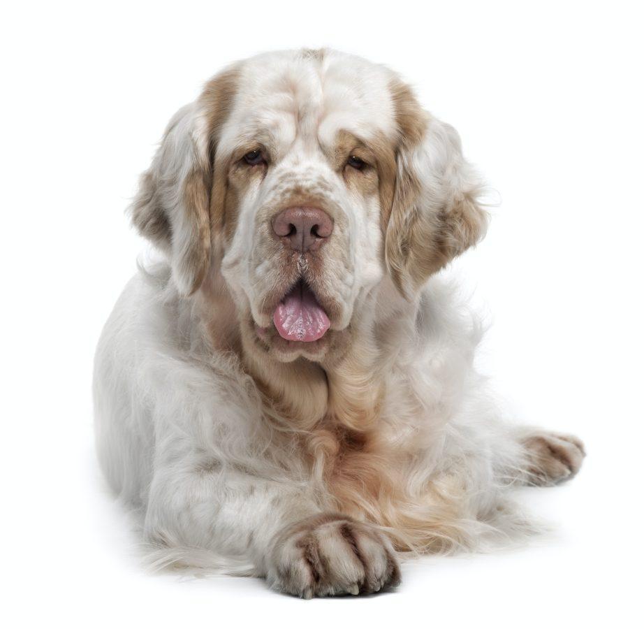Clumber Spaniel dog, 5 years old, sitting in front of white background