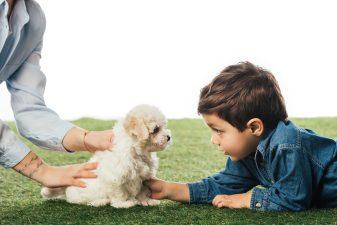   Havanese Puppy