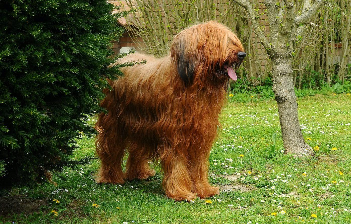 Briard, What a Unique Dog Breed 1 Cute brown briard dog standing in a park
