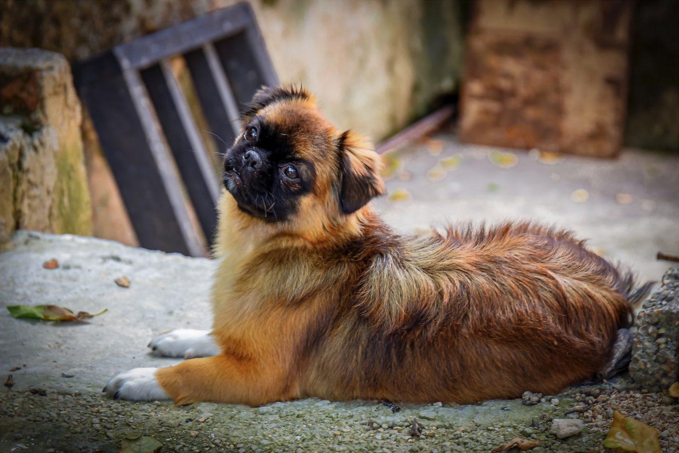 Cute brown Tibetan spaniel dog laying on the ground outside with a curious expression