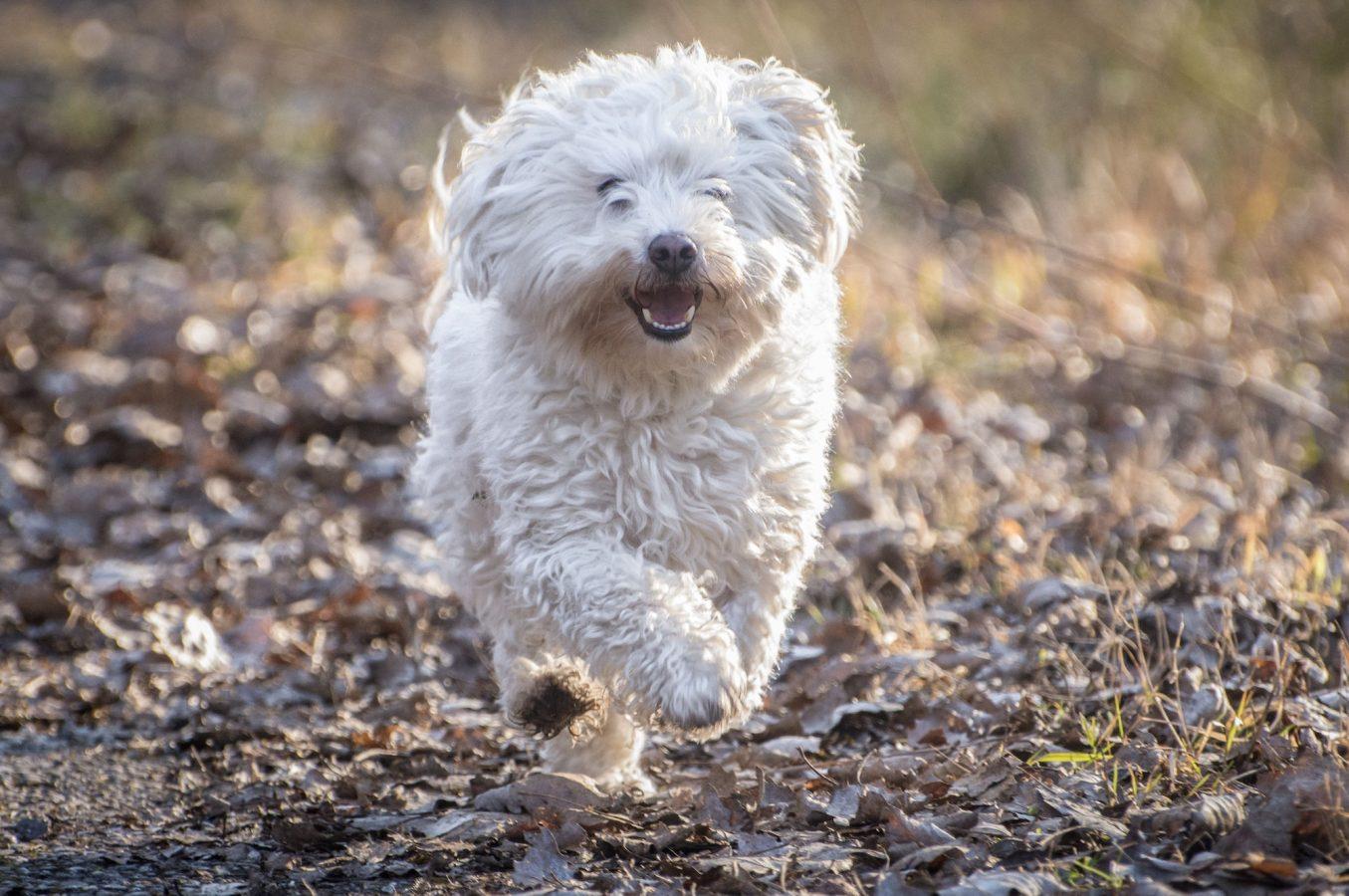 Bolognese Dog