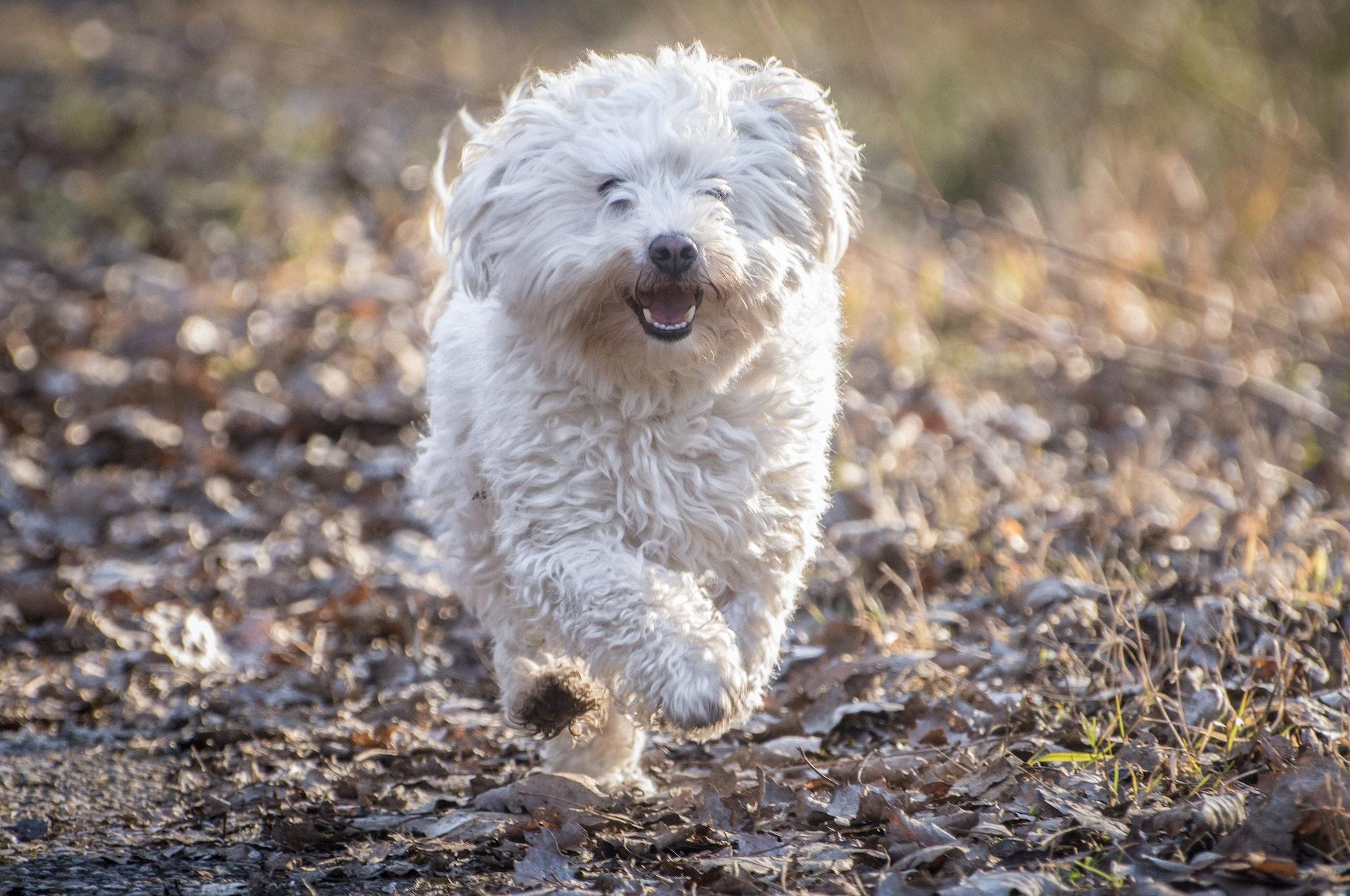 Bolognese Dog