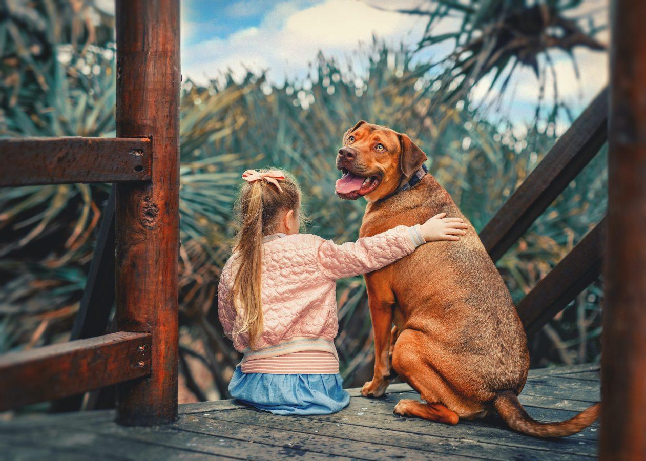 Cute little girl hugs a big red hungarian vizsla dog sitting together on the wooden stairs