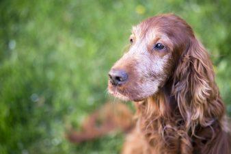 old dog