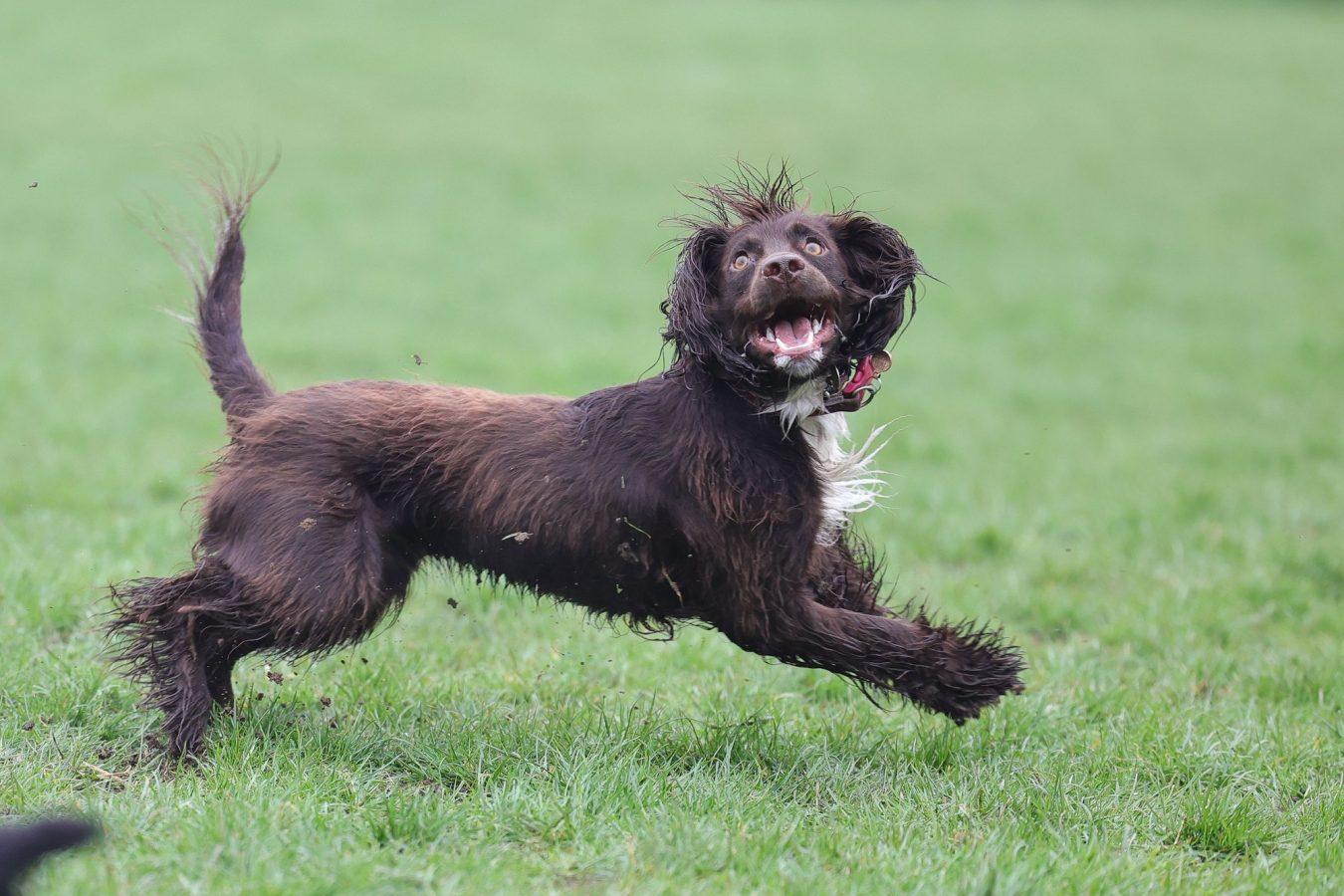Boykin Spaniel: State Dog of South Carolina 1 Cute wet funny Boykin Spaniel dog running on the grass