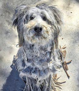 Bergamasco Sheepdog: Unique and Endearing 6 Bergamasco Sheepdog