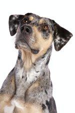 Catahoula Leopard Dog: Breed Information 6 Catahoula Leopard Dog