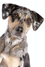 Catahoula Leopard Dog