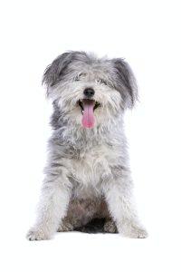 Pumi