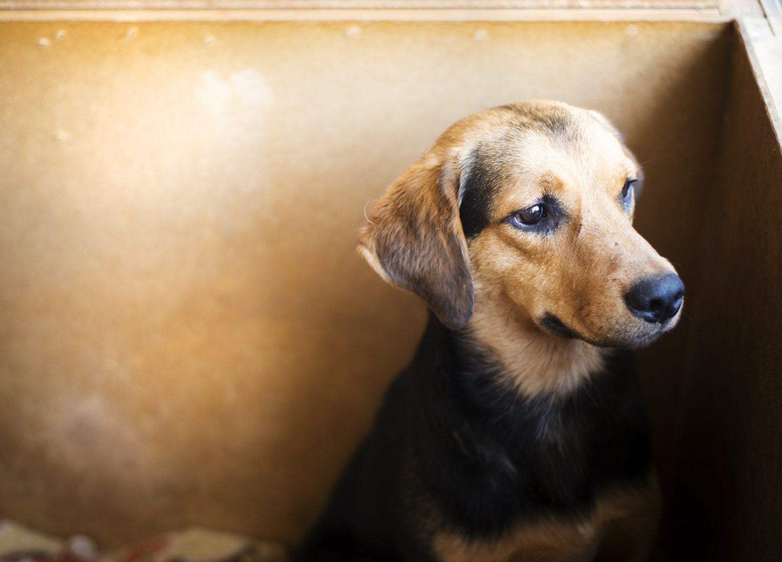 Dog Anxiety