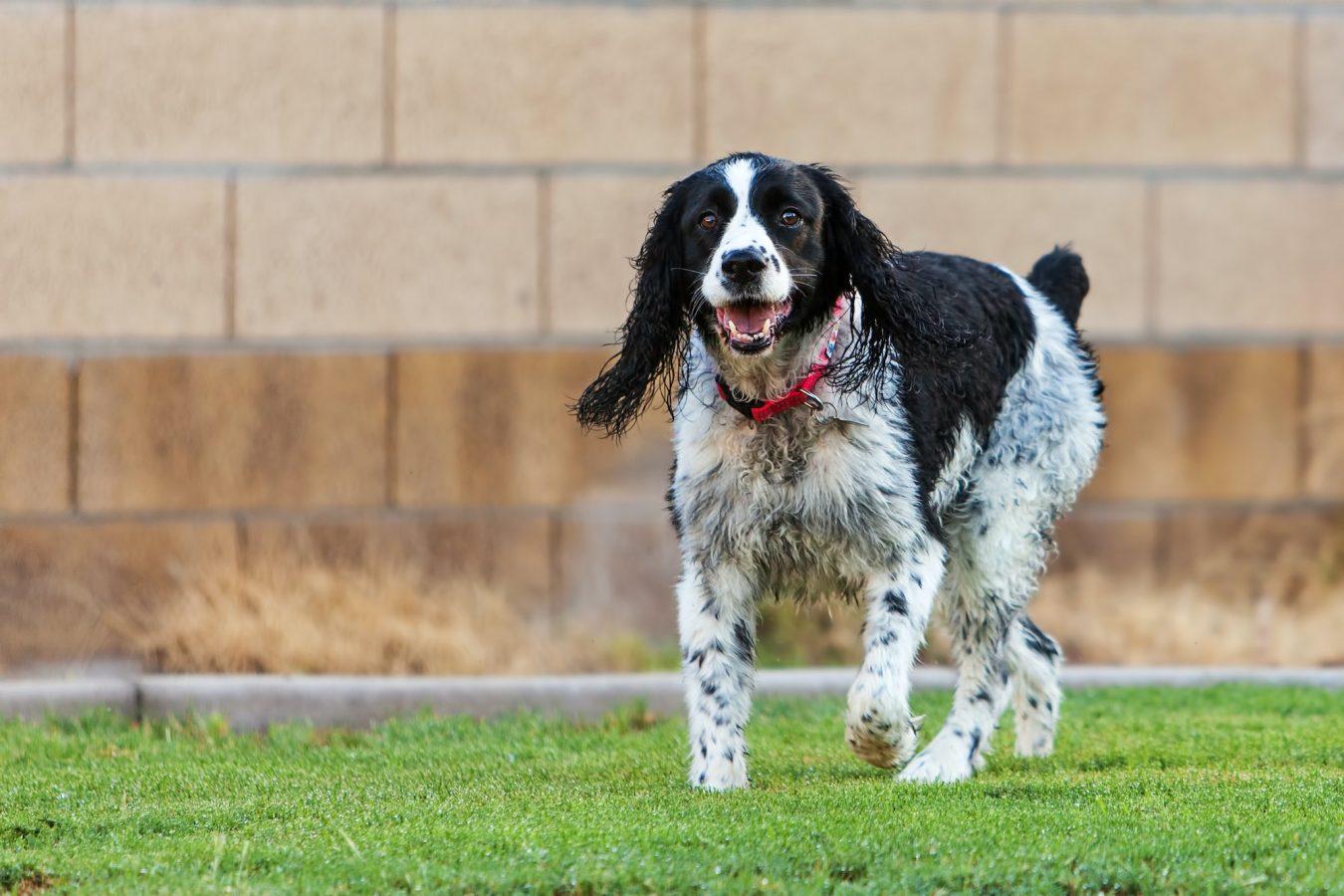 English Springer Spaniel: Awesome Family Pets 14 English Springer Spaniel Dog Playing in Yard