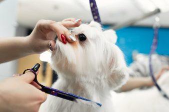 Female groomer haircut Bolonka Bolognese on the table for grooming in the beauty salon for dogs