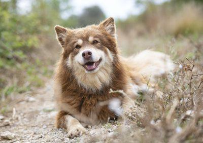 Finnish Lapphund in nature