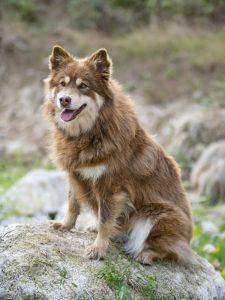 Finnish Lapphund in nature
