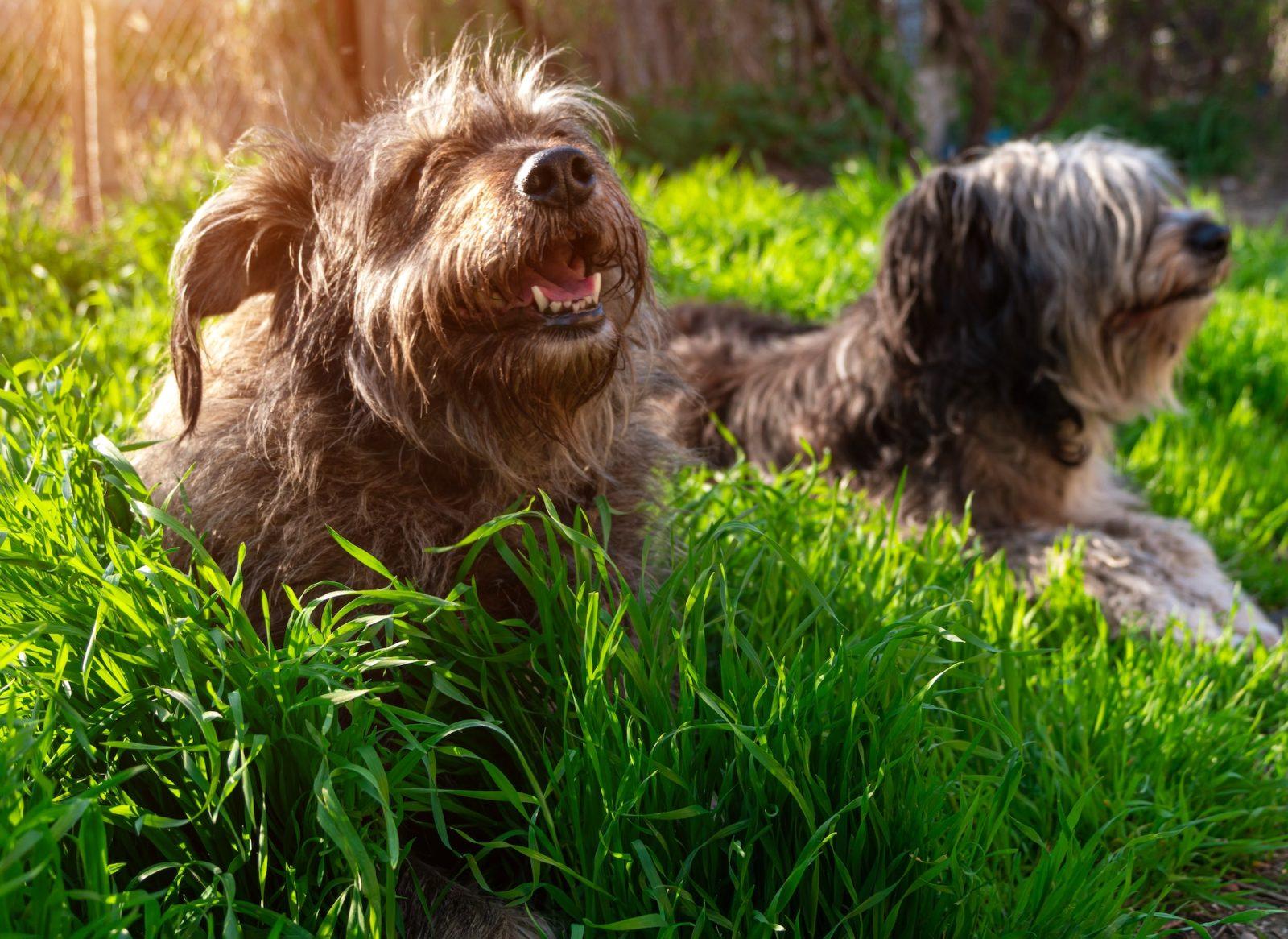 Funny pet animals spring background. Polish Lowland Sheepdog sitting on green grass