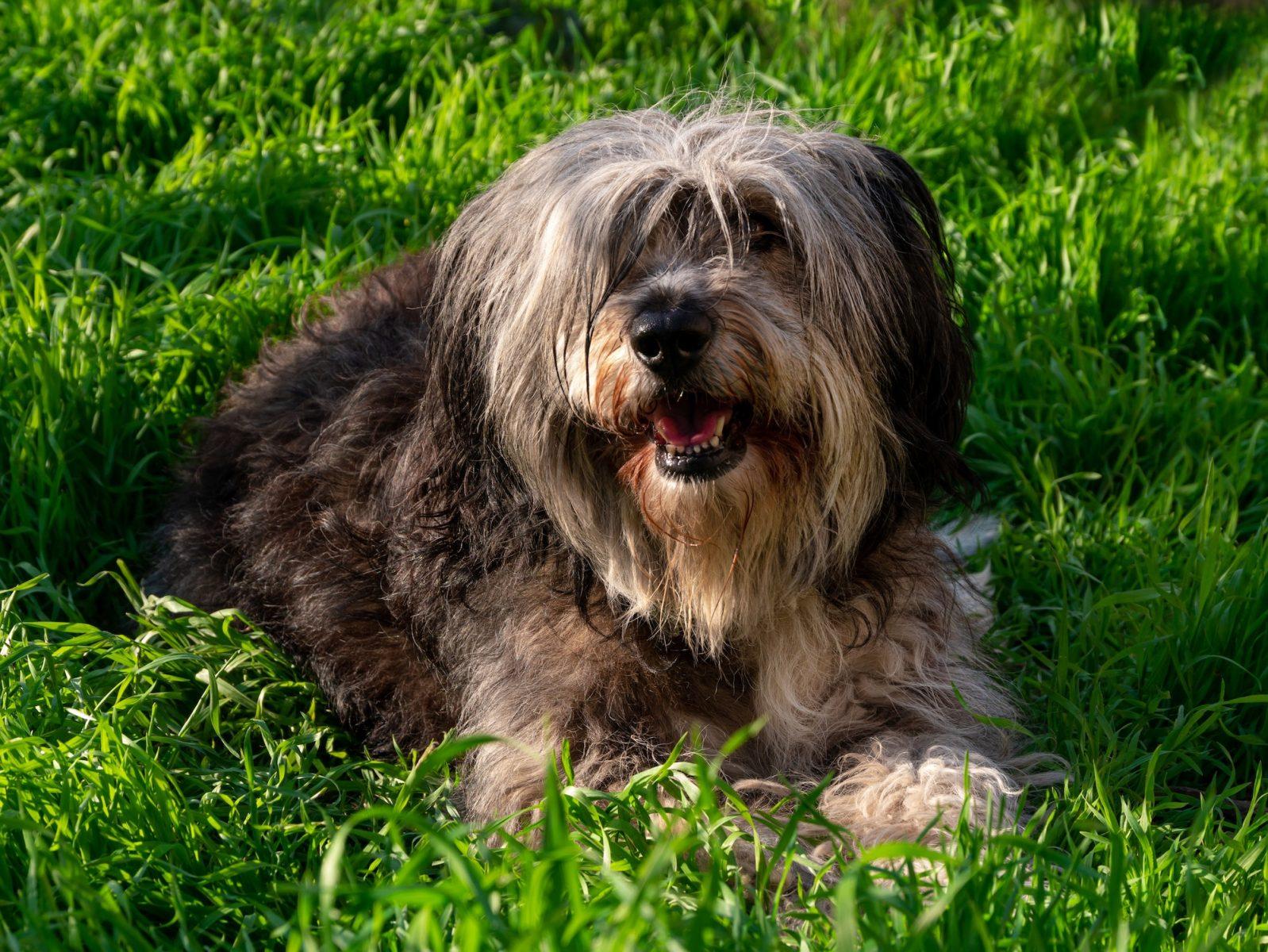 Herding Group Dogs 26 Polish Lowland Sheepdog