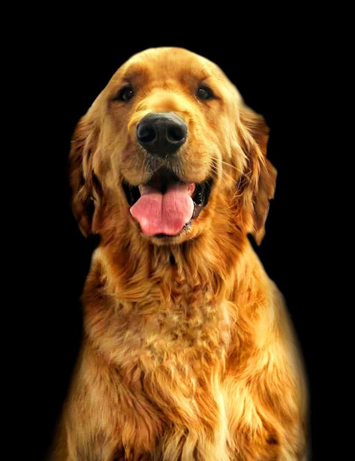 Get to Know the Lovable and Loyal Goldendoodle 4 Golden Retriever...