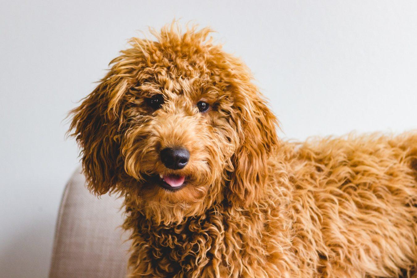 Get to Know the Lovable and Loyal Goldendoodle 3 Goldendoodle