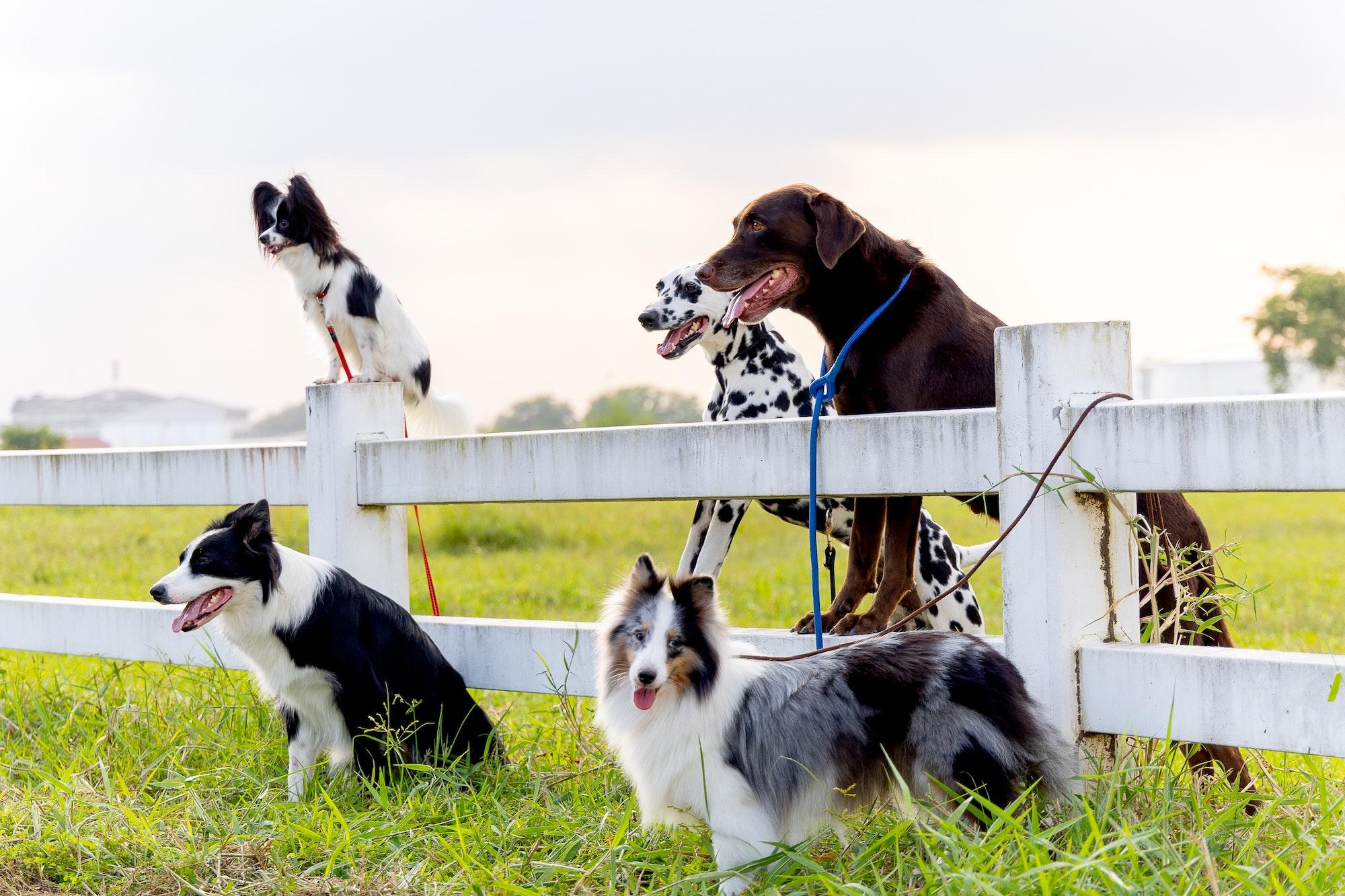 Kennel Clubs