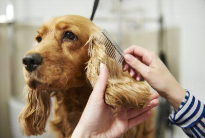  Dog Grooming