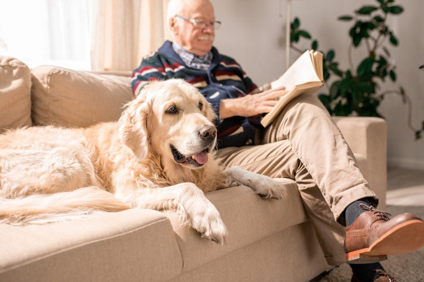 Old Dog on Couch with Old Man