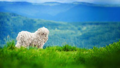 Puli: A Breed That Demands More Than Just Walks 2 Puli