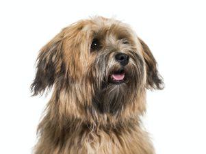 Havanese dog, 8 months old, close up against white background
