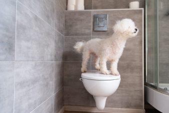 Havanese dog standing on toilet in bathroom