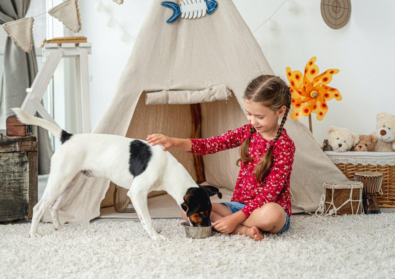 Little girl feeding fox terrier at home
