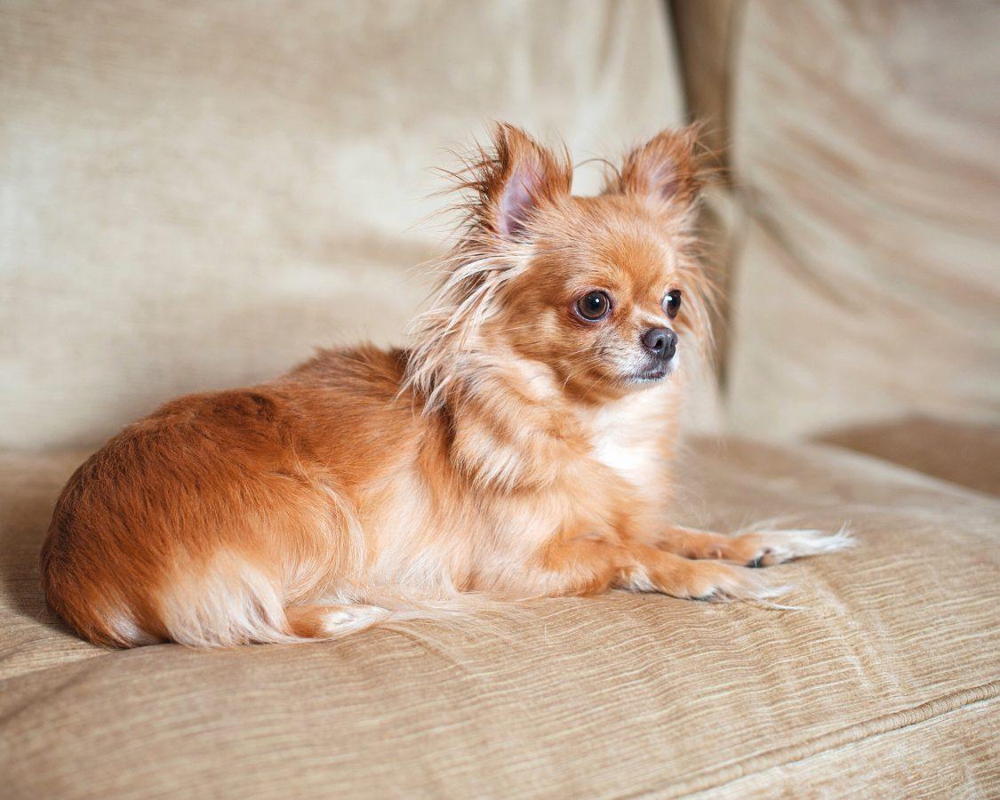 long-haired Chihuahua