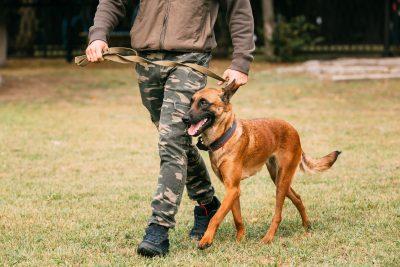 Belgian Malinois: The Ultimate Working Companion 5 Belgian Malinois Training