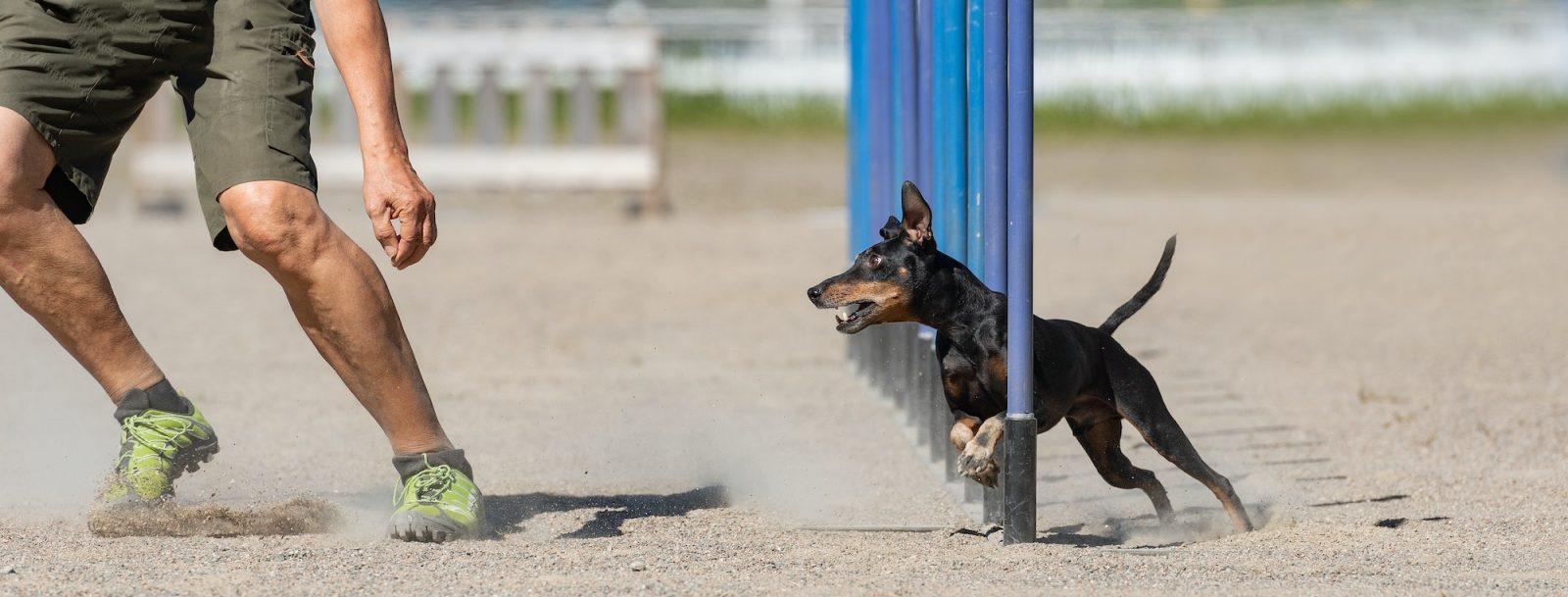 Manchester Terrier in agility slalom