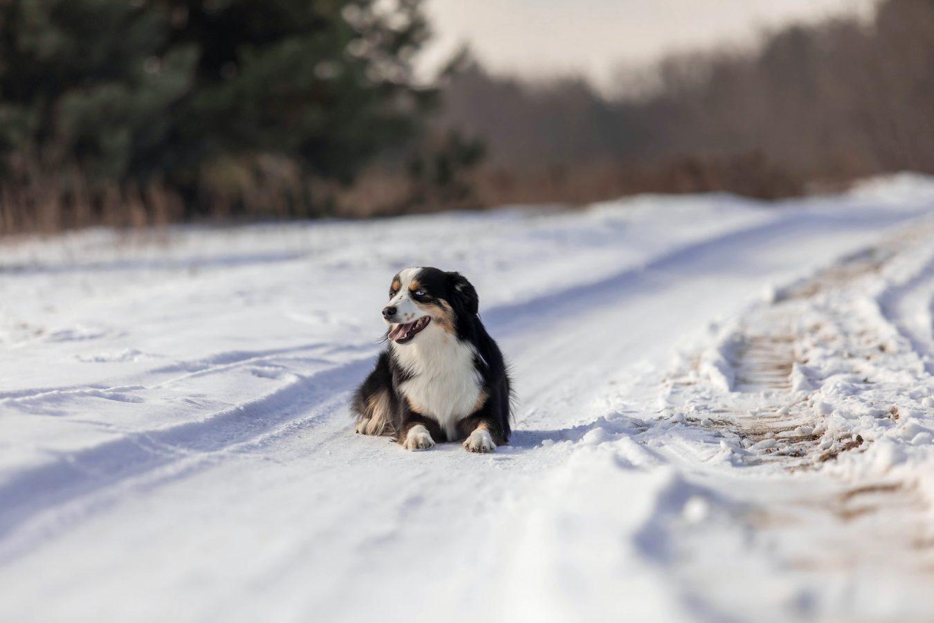Miniature American Shepherd - A Perfect Companion Dog 1 Miniature American Shepherd dog in the snow. Dog in winter landscape. Mini aussie dog
