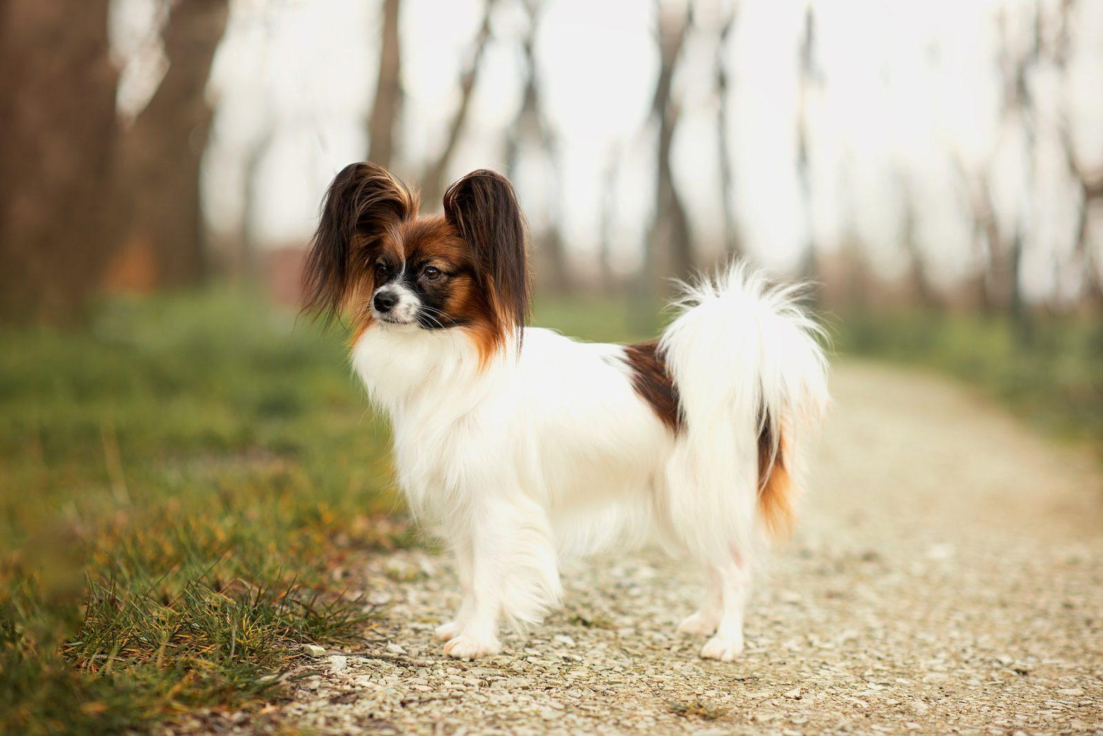 Papillon