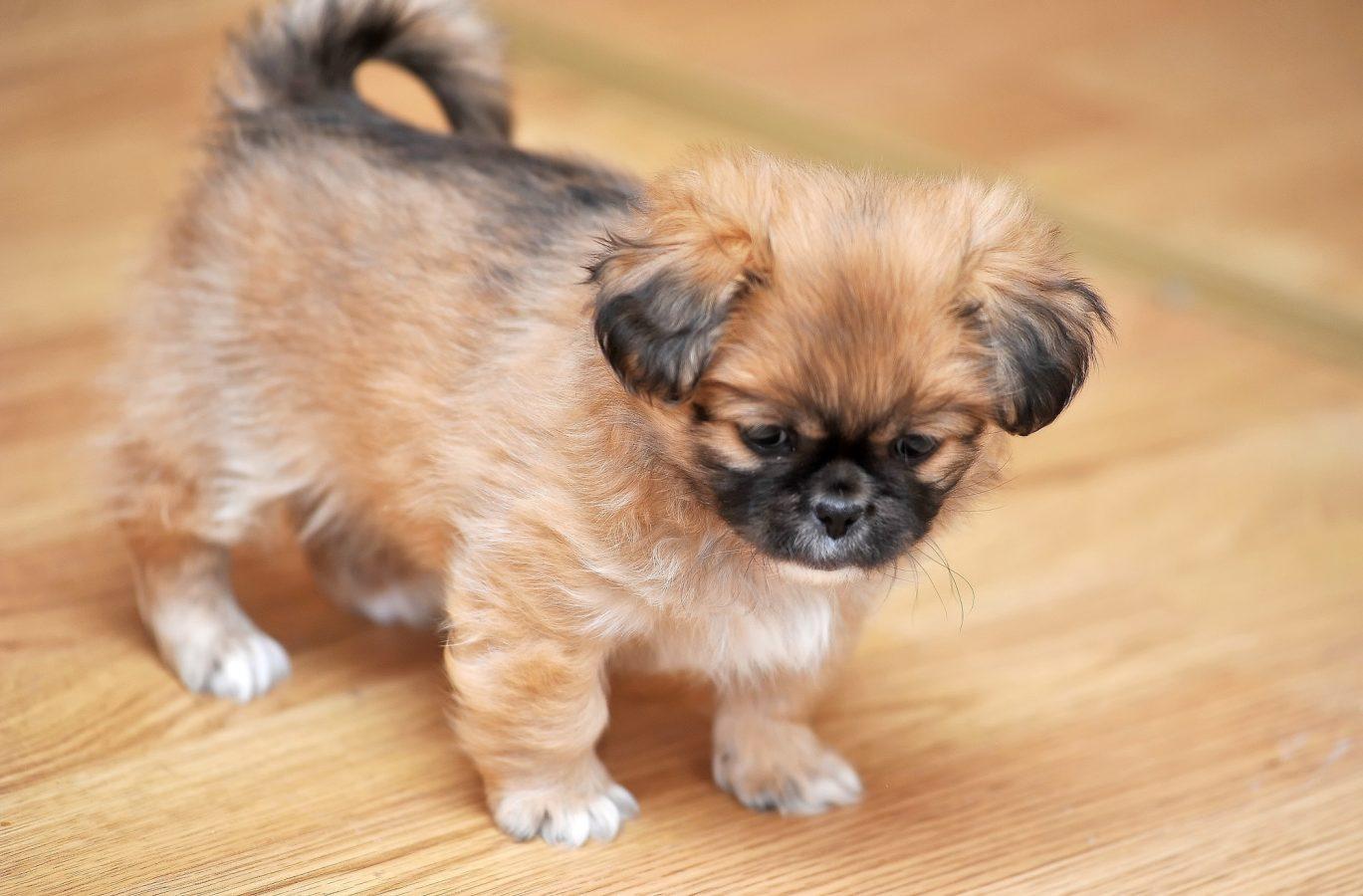 Pekingese dog relaxing in the home animal, background