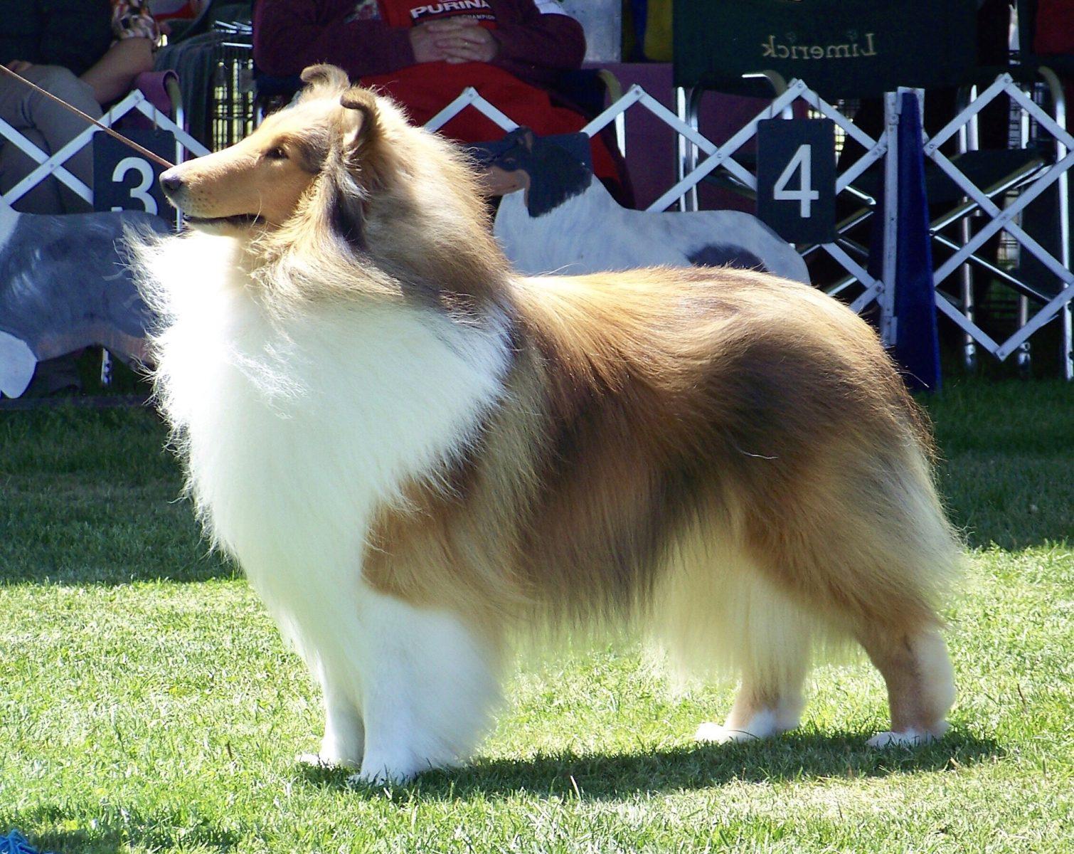 Herding Group Dogs 17 Perfectly groomed Collie