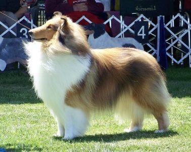 Collie: Timmy's Famous Canine Friend Lassie 4 Perfectly groomed Collie