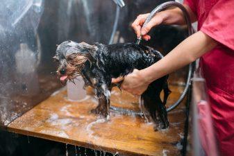Pet grooming, dog  