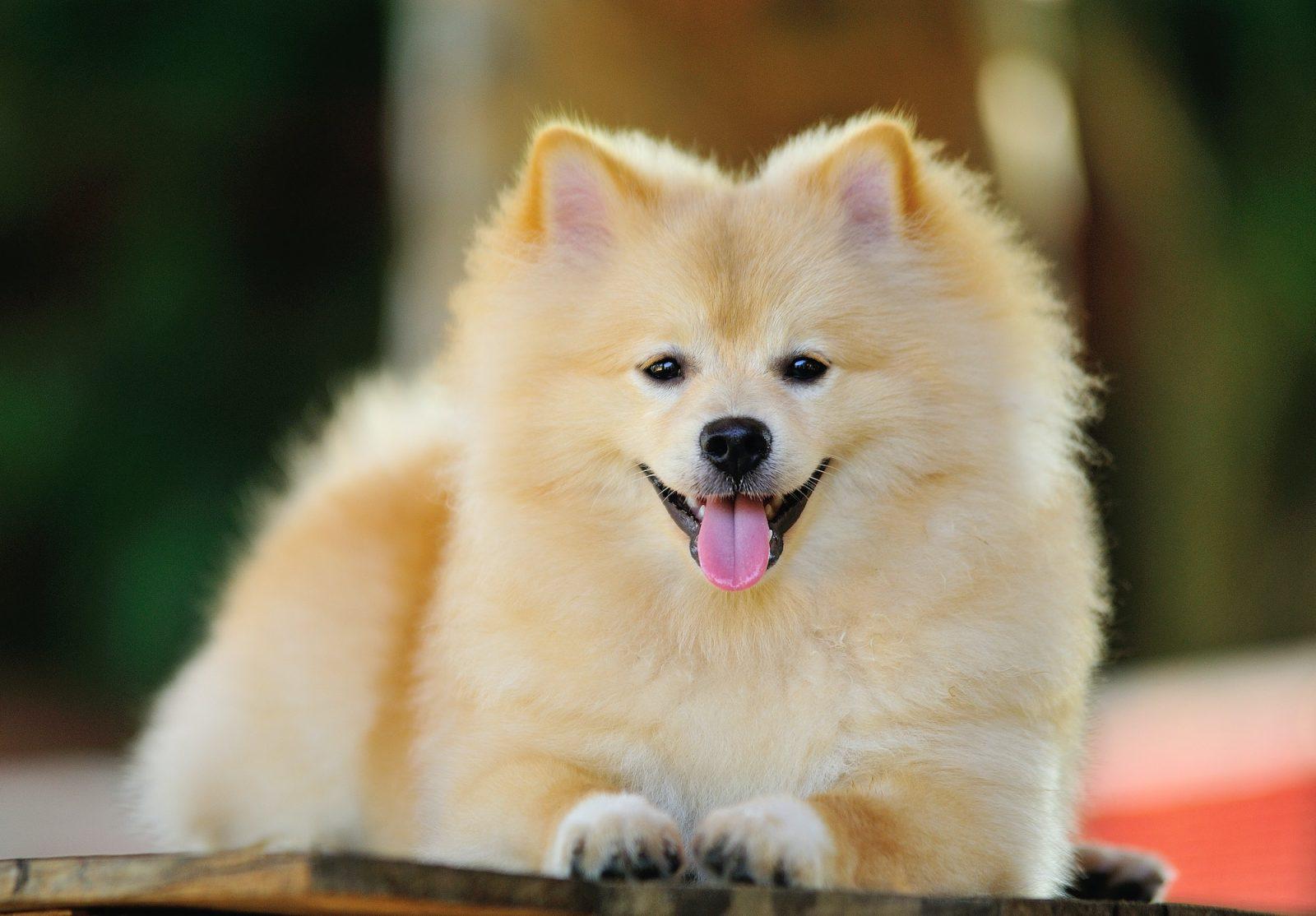 Pomeranian