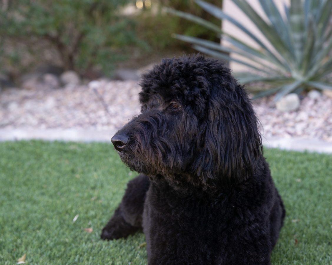 Get to Know the Lovable and Loyal Goldendoodle 7 Black Goldendoodle