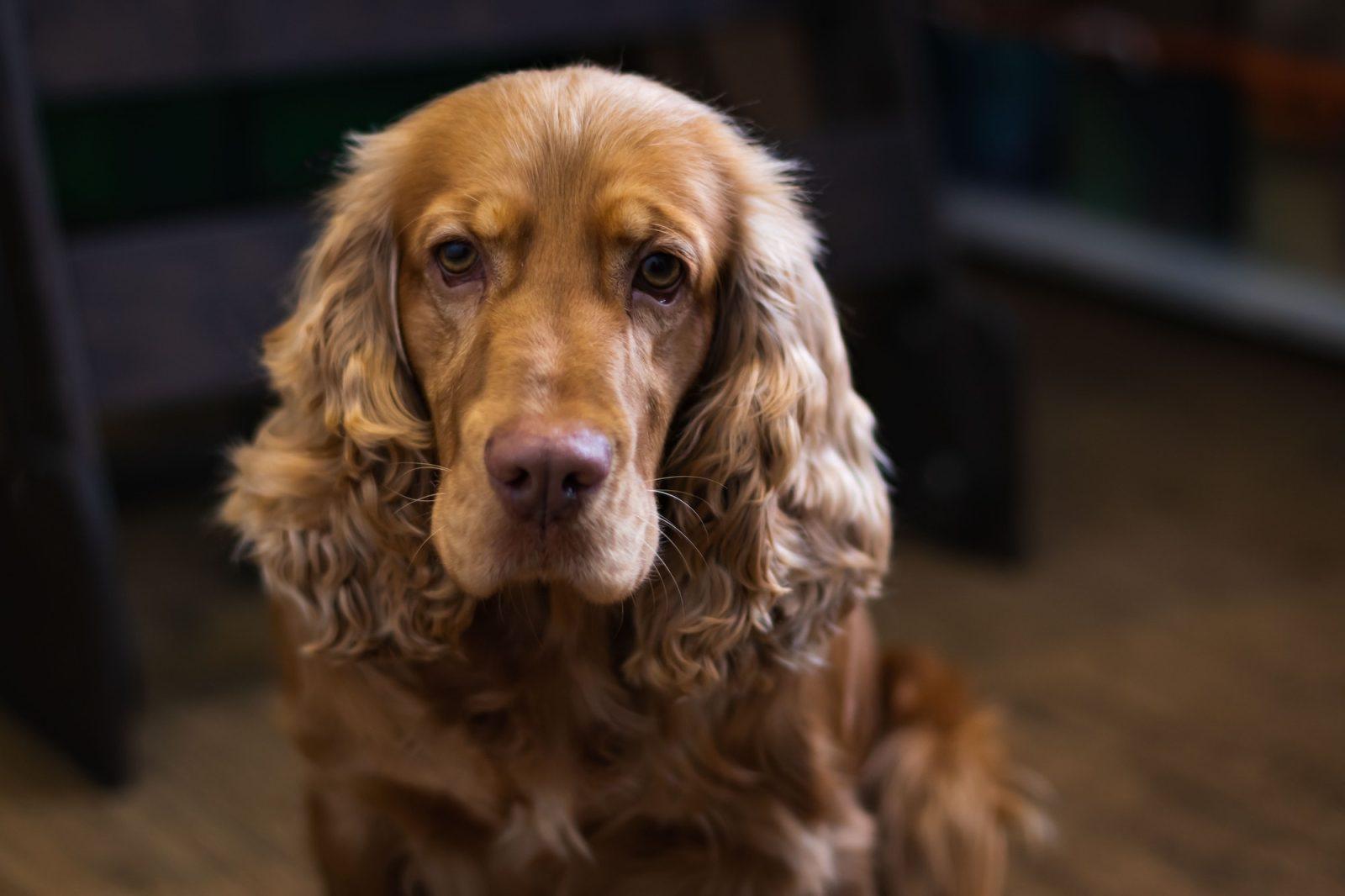 Cocker Spaniel : A Happy and Devoted Companion 1 English Cocker Spaniel.