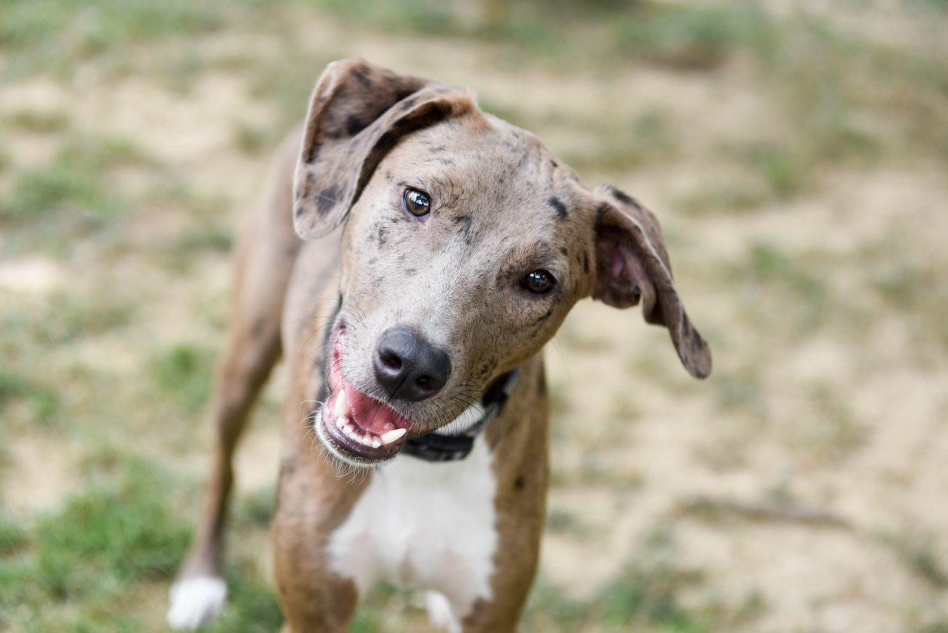 Catahoula Leopard Dog