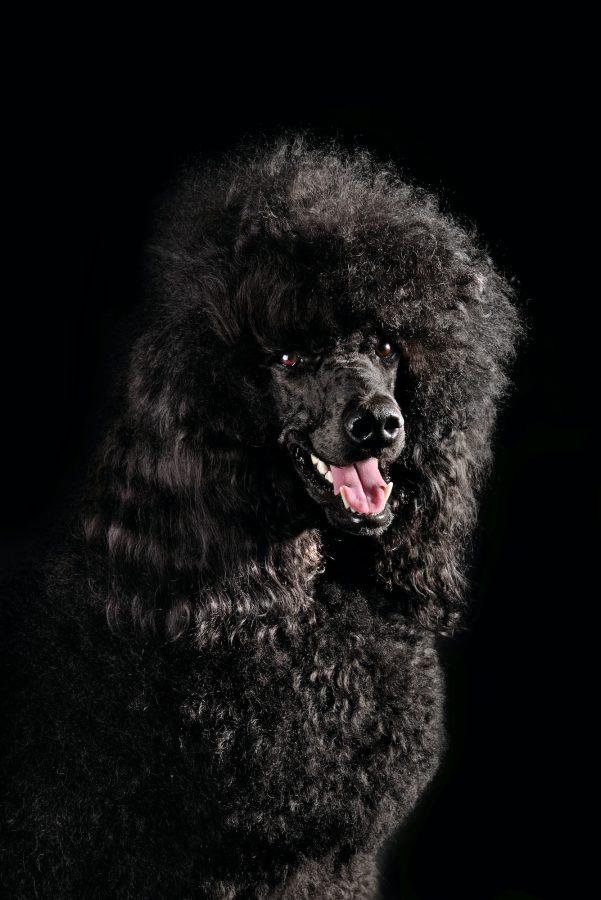 Get to Know the Lovable and Loyal Goldendoodle 5 black poodle