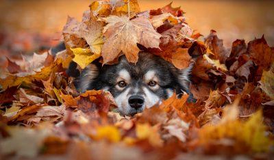 Portrait of Finnish Lapphund dog