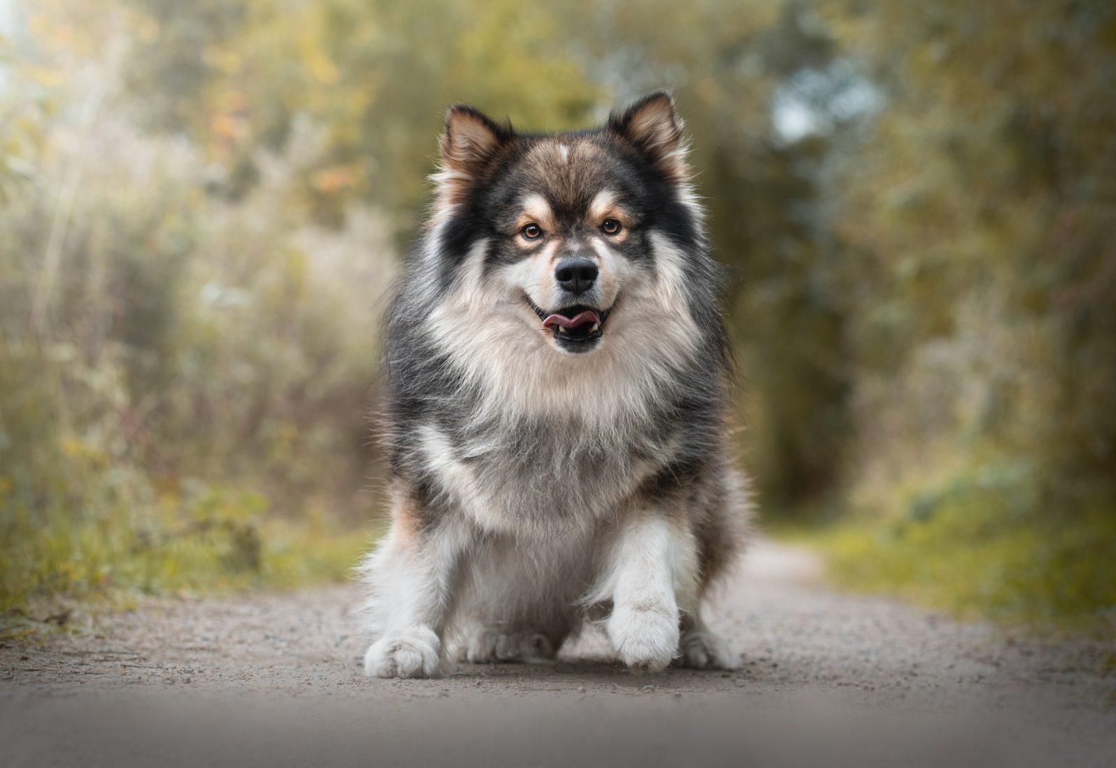 Herding Group Dogs 19 Finnish Lapphund dog