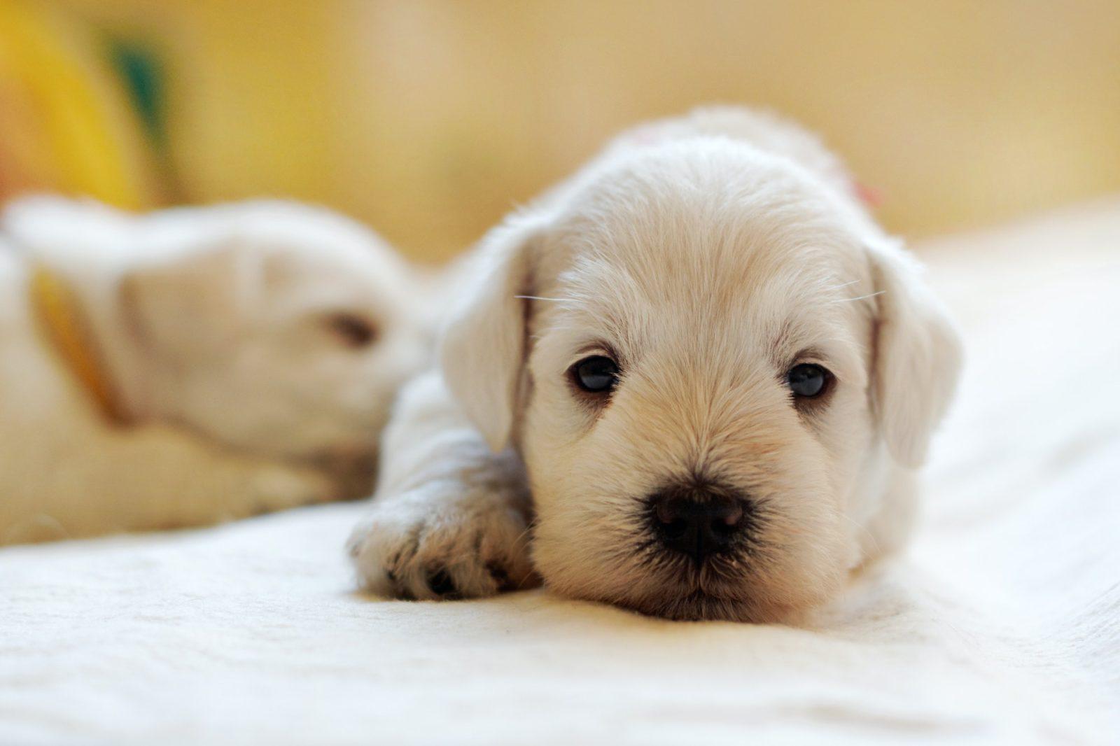 choose the right dog breed